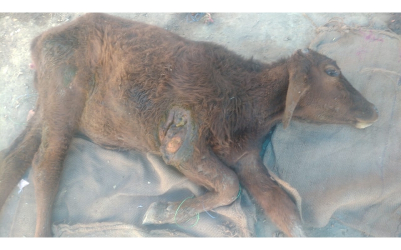 Gaumata/Cow baby - dog attacked-... Gaumata/Cow baby - dog attacked-...