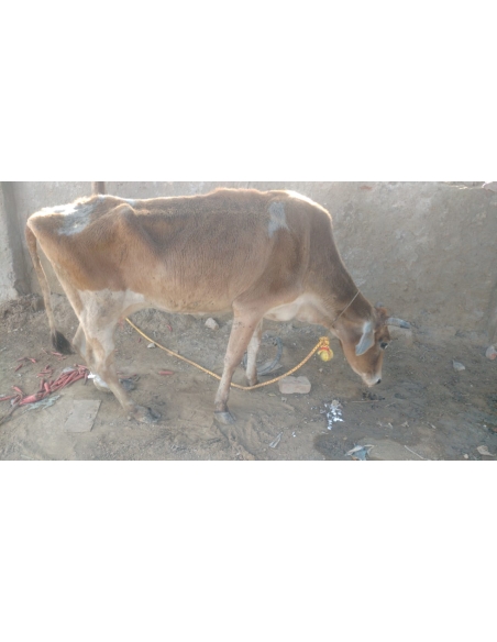 Gaumata leg injured, maggots wounds- delhi