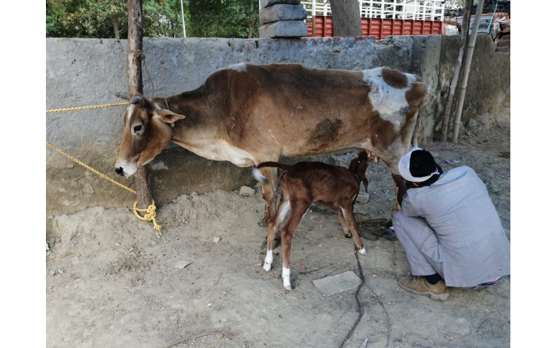 Gaumata leg injured, maggots wounds-...