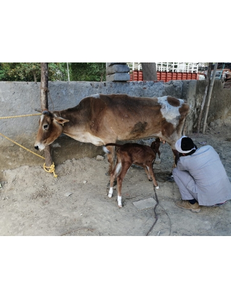 Gaumata leg injured, maggots wounds- delhi