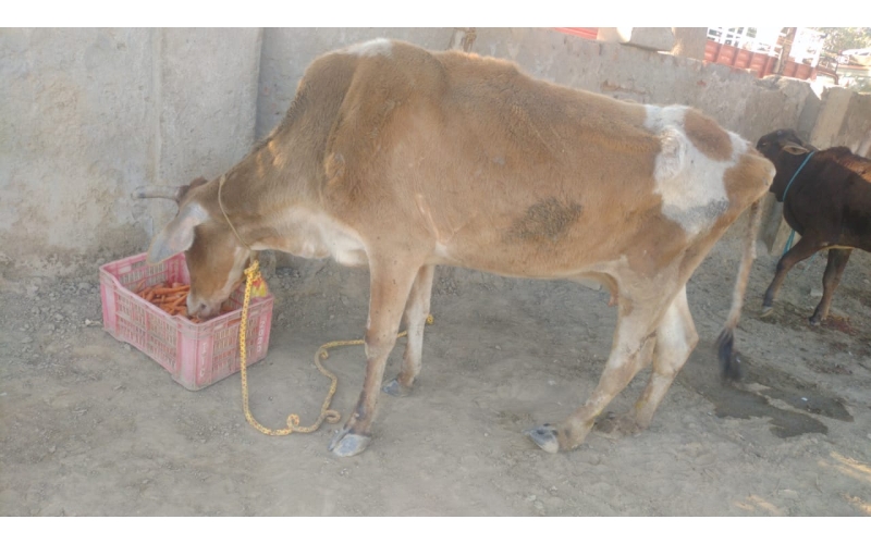 Gaumata leg injured, maggots wounds-...