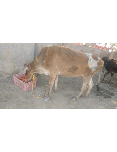 Gaumata leg injured, maggots wounds- delhi