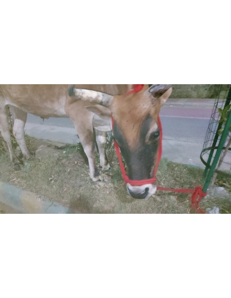 Mahadev Nandi baba- hot Charcoal attacked burned- Greater noida