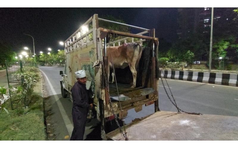 Mahadev Nandi baba- hot Charcoal... Mahadev Nandi baba- hot Charcoal...