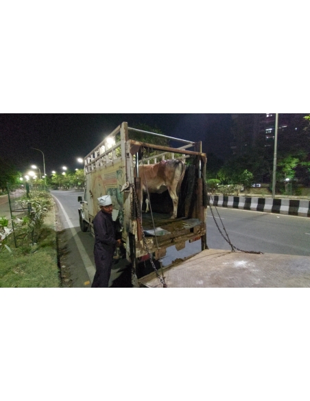 Mahadev Nandi baba- hot Charcoal attacked burned- Greater noida