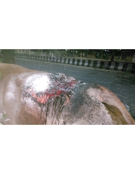 Mahadev Nandi baba- hot Charcoal attacked burned- Greater noida