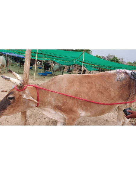 Mahadev Nandi baba- hot Charcoal attacked burned- Greater noida