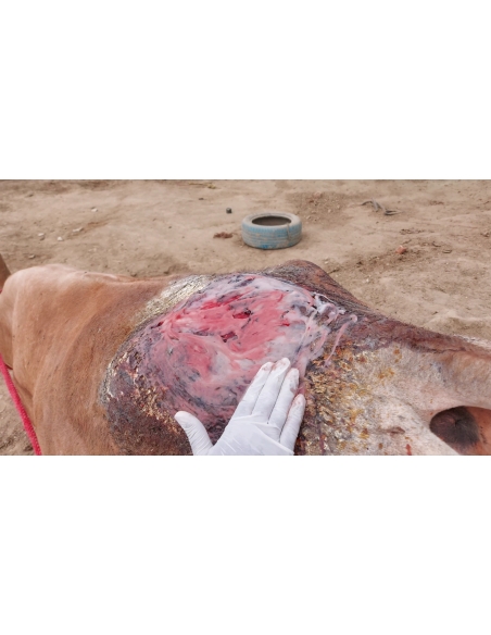 Mahadev Nandi baba- hot Charcoal attacked burned- Greater noida