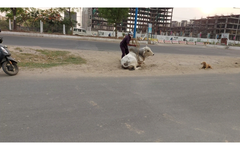 nandi baba- horn injured - noida... nandi baba- horn injured - noida...