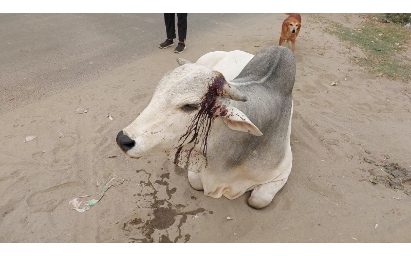 nandi baba- horn injured - noida... nandi baba- horn injured - noida...