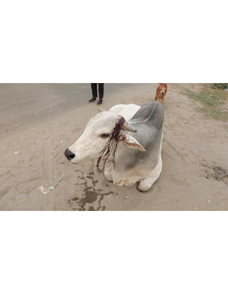 nandi baba- horn injured - noida extension