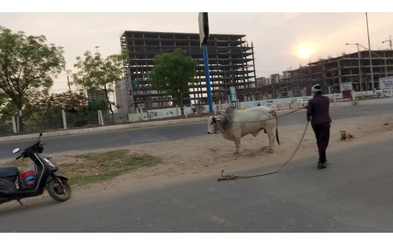 nandi baba- horn injured - noida... nandi baba- horn injured - noida...
