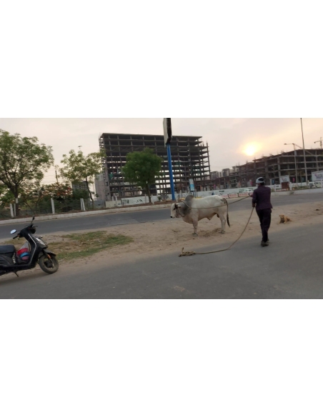 nandi baba- horn injured - noida extension
