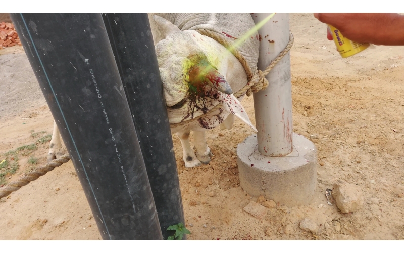 nandi baba- horn injured - noida... nandi baba- horn injured - noida...