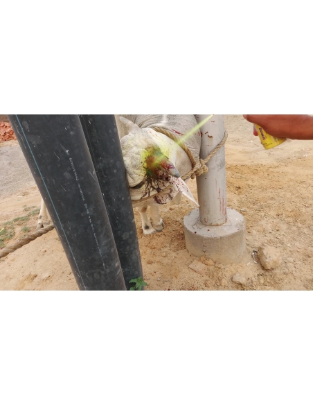 nandi baba- horn injured - noida extension