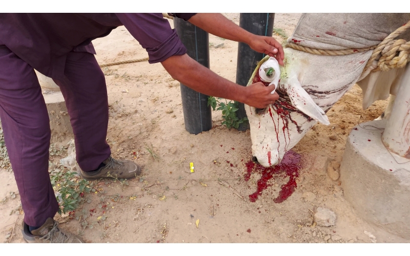 nandi baba- horn injured - noida... nandi baba- horn injured - noida...