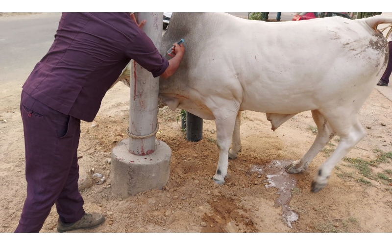 nandi baba- horn injured - noida... nandi baba- horn injured - noida...