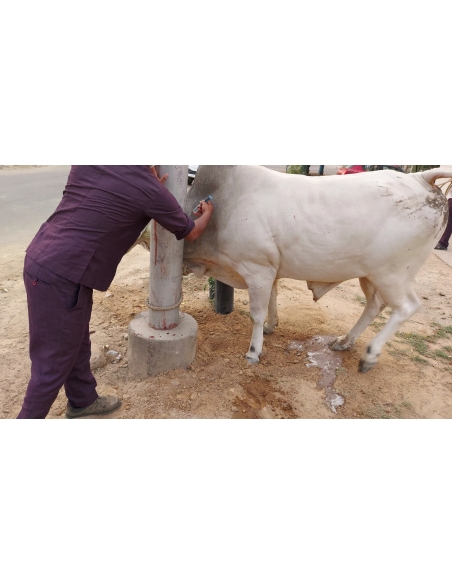 nandi baba- horn injured - noida extension