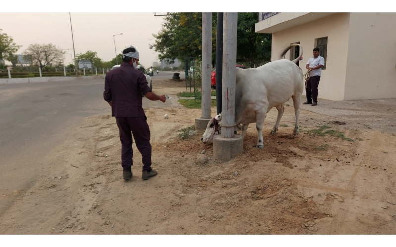 nandi baba- horn injured - noida... nandi baba- horn injured - noida...