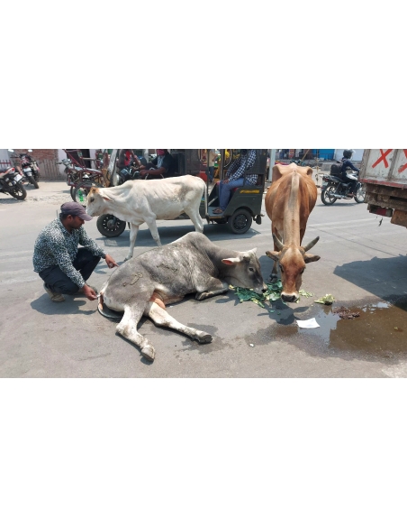 Mahadev Nandi baba - Spine injured - sector 9 noida