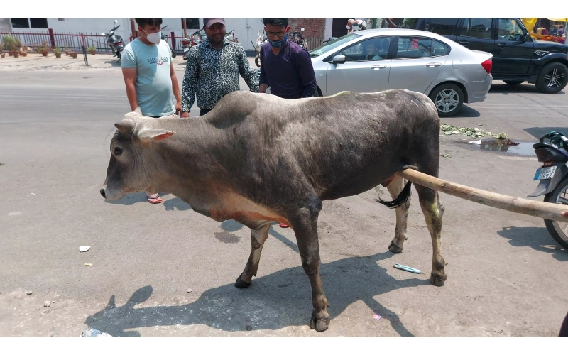 Mahadev Nandi baba - Spine injured -... Mahadev Nandi baba - Spine injured -...