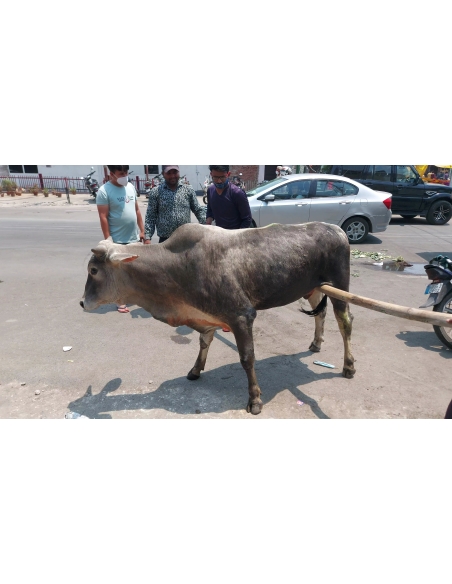 Mahadev Nandi baba - Spine injured - sector 9 noida