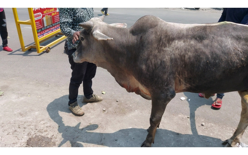 Mahadev Nandi baba - Spine injured -... Mahadev Nandi baba - Spine injured -...