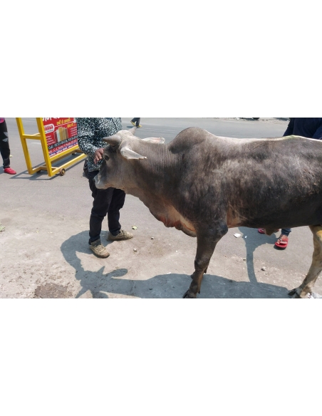 Mahadev Nandi baba - Spine injured - sector 9 noida