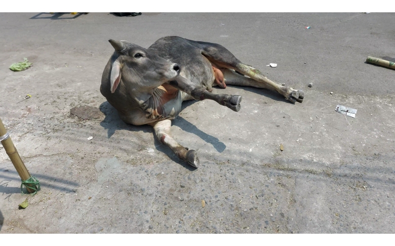 Mahadev Nandi baba - Spine injured -... Mahadev Nandi baba - Spine injured -...