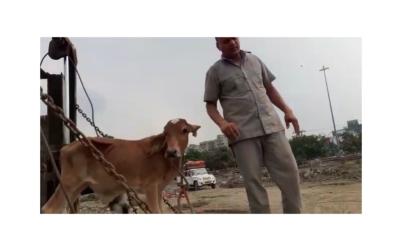 Orphaned gaumata baby fever - noida... Orphaned gaumata baby fever - noida...
