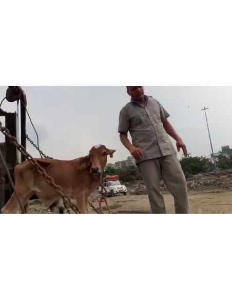 Orphaned gaumata baby fever - noida extension