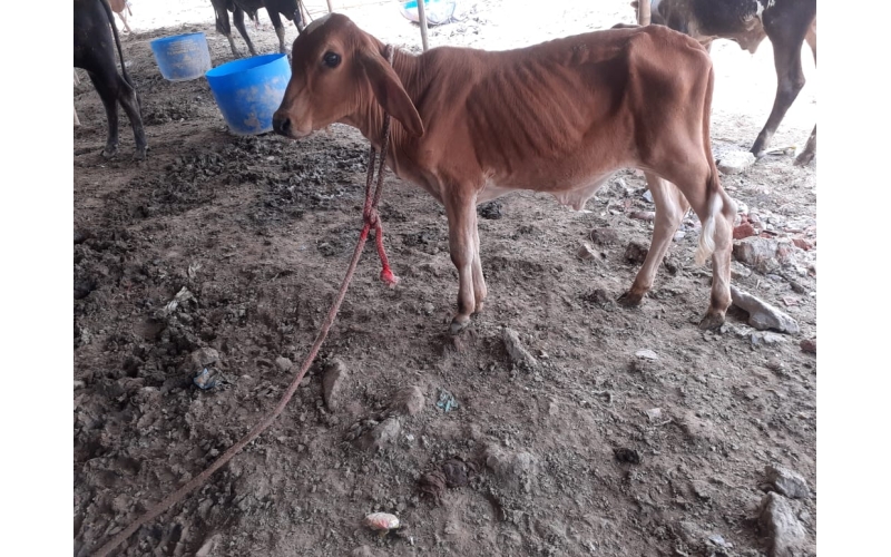 Orphaned gaumata baby fever - noida... Orphaned gaumata baby fever - noida...