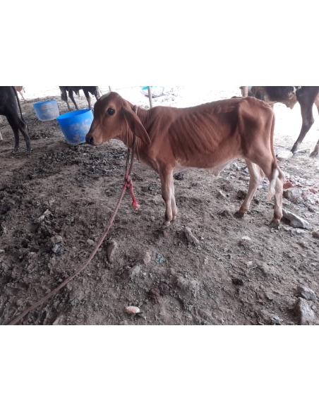 Orphaned gaumata baby fever - noida extension