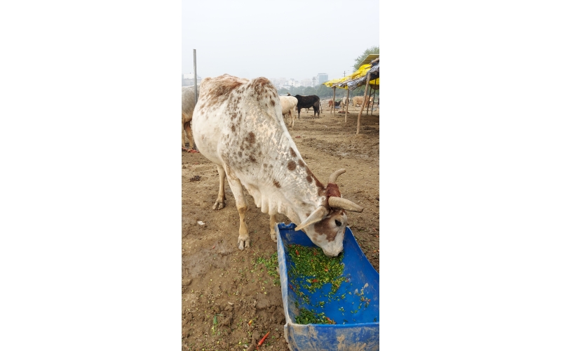 Gaumata uterus out from body