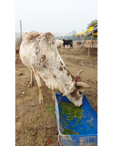 Gaumata uterus out from body