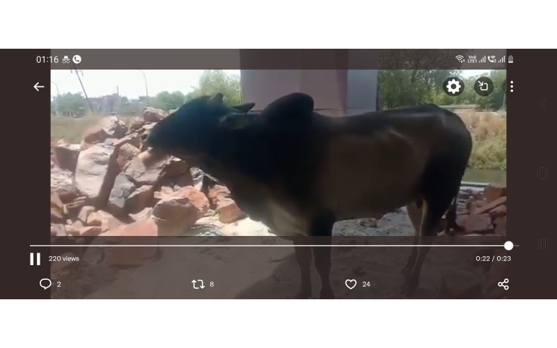 Nandi baba- steel tin stuck in mouth Nandi baba- steel tin stuck in mouth