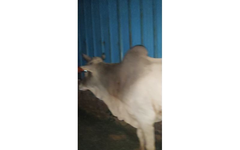 Lumpy skin disease suffering Mahadev... Lumpy skin disease suffering Mahadev...
