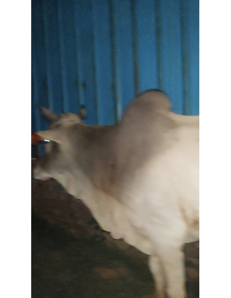 Lumpy skin disease suffering Mahadev Nandi baba - Sector 121 noida