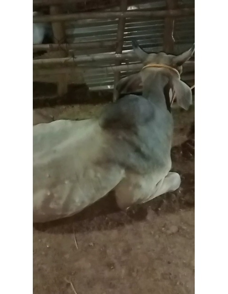 Lumpy skin disease suffering Mahadev Nandi baba - Sector 121 noida