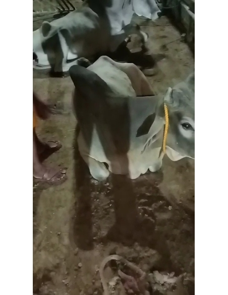 Lumpy skin disease suffering Mahadev Nandi baba - Sector 121 noida