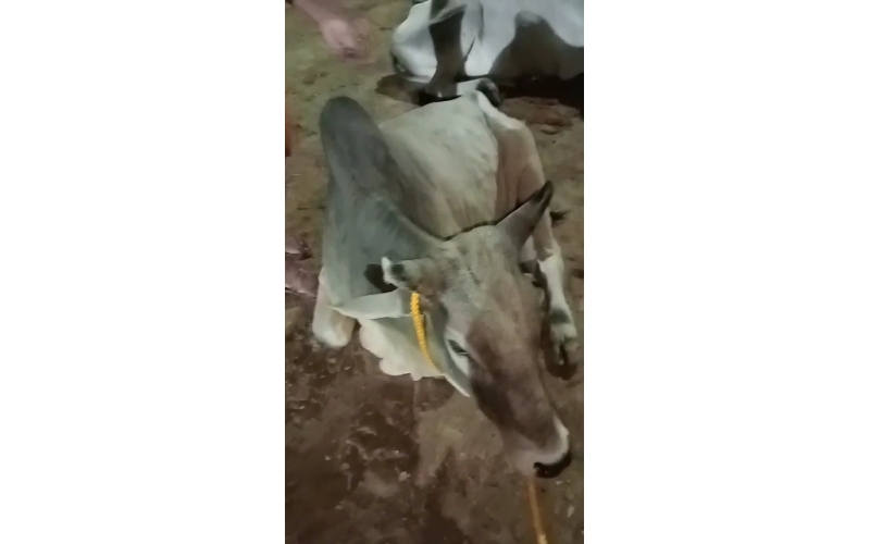 Lumpy skin disease suffering Mahadev... Lumpy skin disease suffering Mahadev...