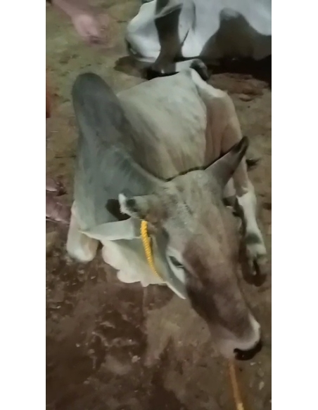 Lumpy skin disease suffering Mahadev Nandi baba - Sector 121 noida