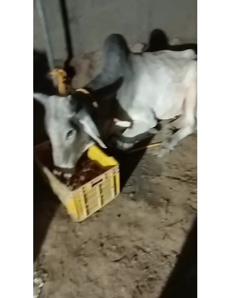 Lumpy skin disease suffering Mahadev Nandi baba - Sector 121 noida