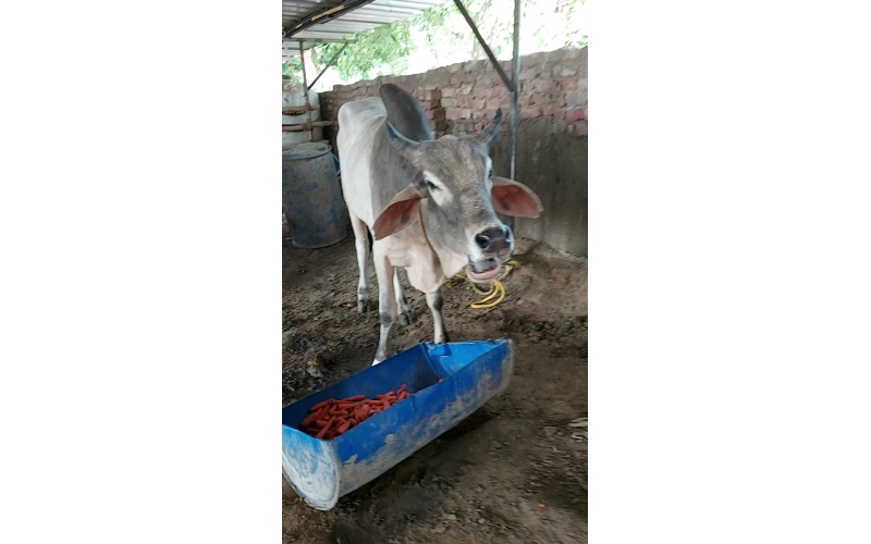 Lumpy skin disease suffering Mahadev... Lumpy skin disease suffering Mahadev...