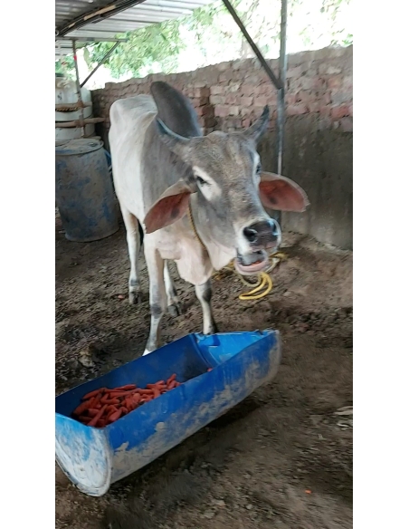 Lumpy skin disease suffering Mahadev Nandi baba - Sector 121 noida