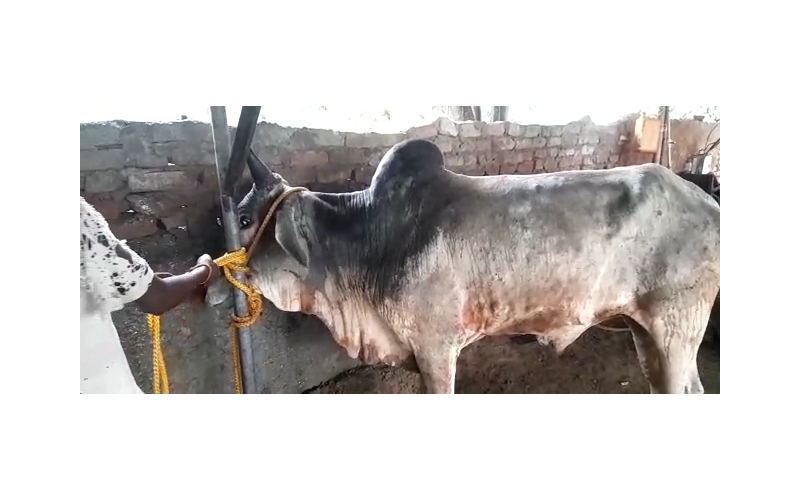 Lumpy skin disease suffering Mahadev... Lumpy skin disease suffering Mahadev...