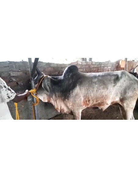 Lumpy skin disease suffering Mahadev Nandi baba - Sector 121 noida