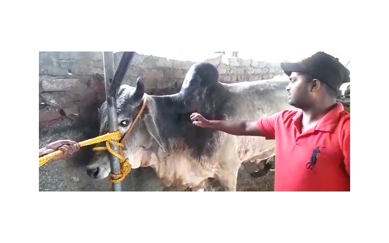 Lumpy skin disease suffering Mahadev... Lumpy skin disease suffering Mahadev...