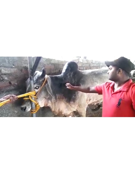 Lumpy skin disease suffering Mahadev Nandi baba - Sector 121 noida