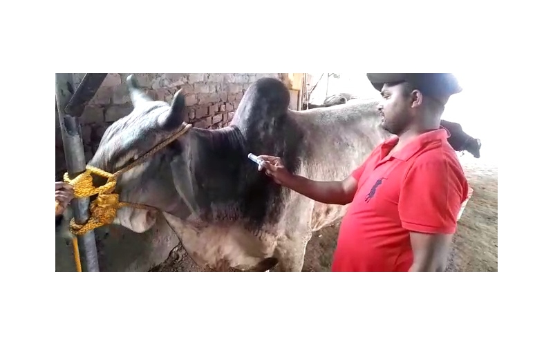 Lumpy skin disease suffering Mahadev... Lumpy skin disease suffering Mahadev...